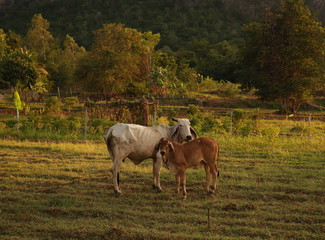 Two cows stand in a meadow beside a mountain
