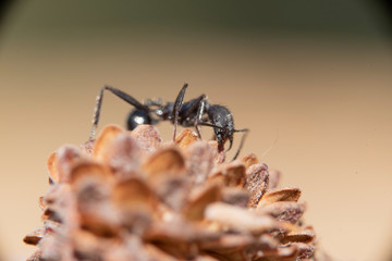 Ant loking for on a pineapple fallen on the ground