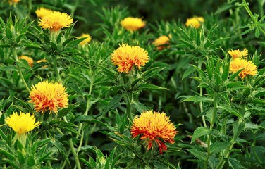 紅花　