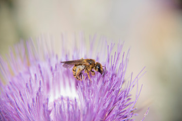 The colorful and striking flower of cat's claw blooms in the spring when a wasp flutters for pollen.