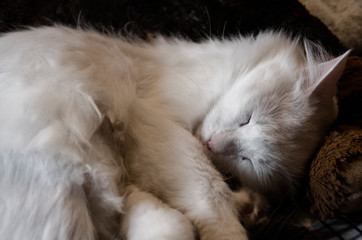 White cat sleeps on a plaid