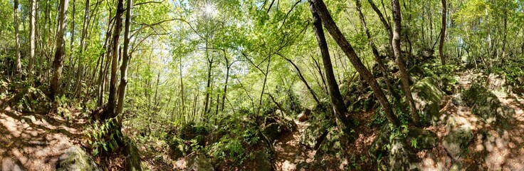 Fototapeta na wymiar Sommerliches Waldpanorama im Laubwald