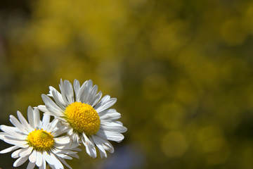 White Common Daisies - Bellis perennis with a large blurred background in shades of yellow, great for a place for text © Paweł Kowalczuk