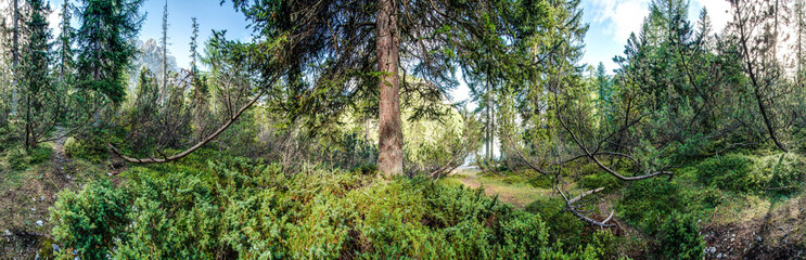 Waldpanorama, Nadelwald im Sommer
