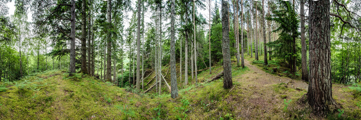 Naklejka premium Waldpanorama, Nadelwald im Sommer