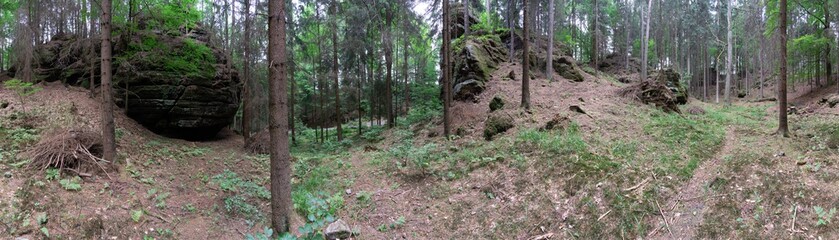 Waldpanorama, Nadelwald im Sommer