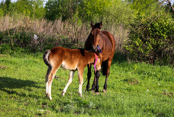 Naklejka na ściany i meble beautiful slender brown mare walks on the green grass in the field, along with small cheerful foal. Horses graze in a green meadow on asunny day.