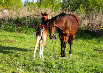 Obraz na płótnie Canvas beautiful slender brown mare walks on the green grass in the field, along with small cheerful foal. Horses graze in a green meadow on asunny day.