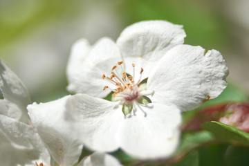 Apple blossom