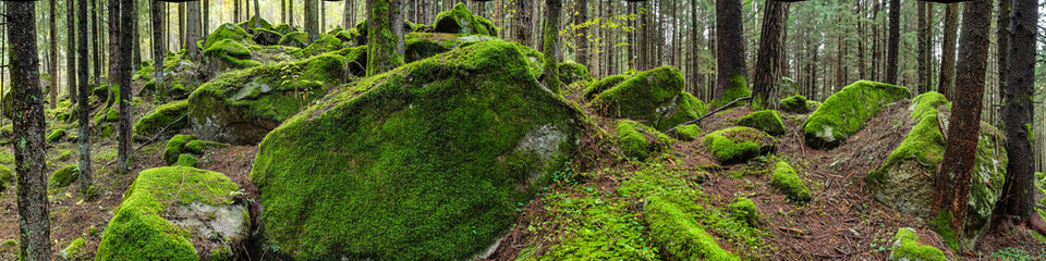 Waldpanorama, Wald mit moosbedeckten Felsen