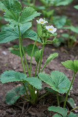 strawberry blossom Bush in the garden in summer