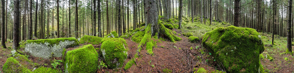 Waldpanorama, Wald mit moosbedeckten Felsen