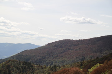 Fototapeta premium Dry frozen may mountains forest