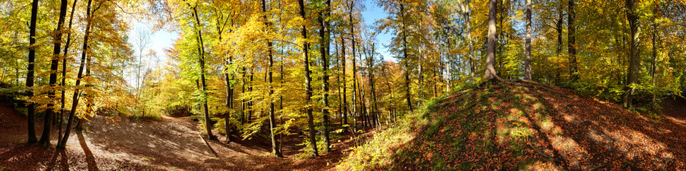 Obraz premium Herbstlicher Laubwald in der Sonne