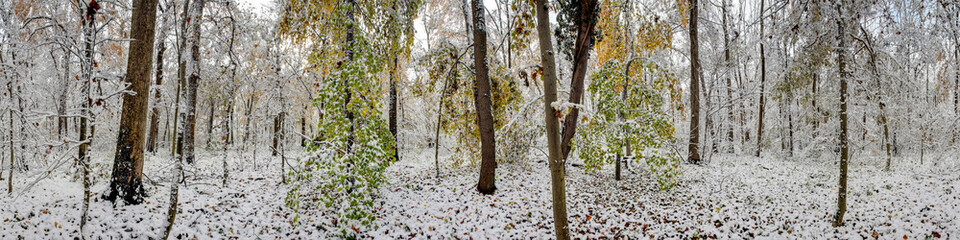 winterliches Waldpanorama im Schnee