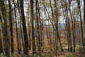 Obraz premium Dry frozen may mountains forest