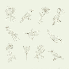 Hand drawn birds and flowers collection vector