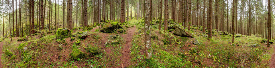 Waldpanorama, Wald mit moosbedeckten Felsen