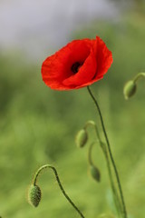 Obraz premium Mohnblume vor grünem Hintergrund