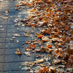 Fallen leaves on an alley in a park close-up.