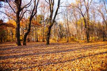 Fototapeta premium eautiful fall landscape.