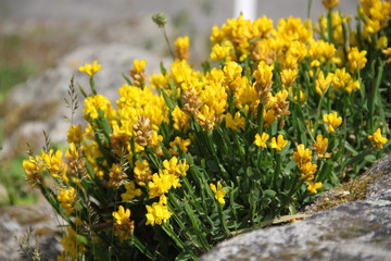 Obraz premium Yellow fresh mountains succulent flower bed