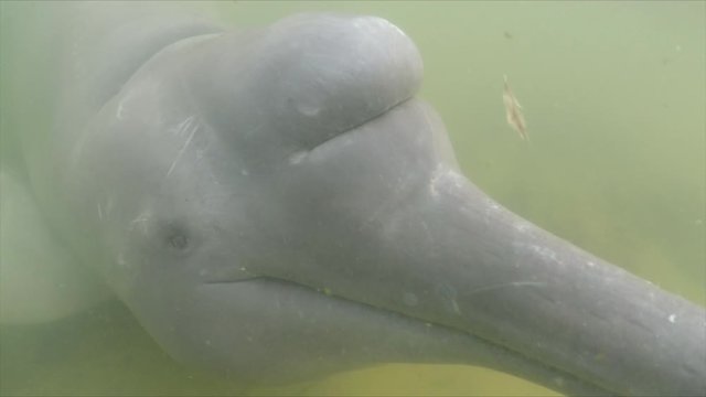 River dolphin melon (echolocation organ) closeup and more details of its body, face, eyes, mouth