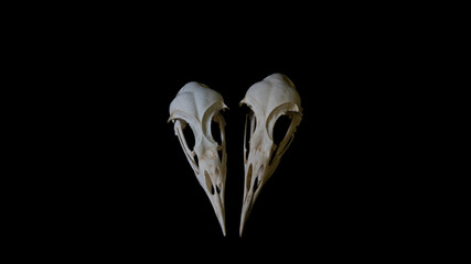 two skulls