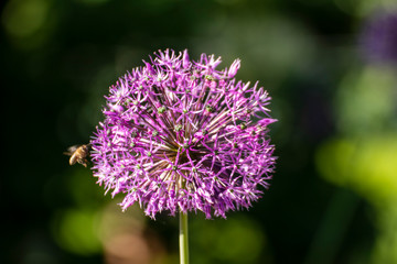 Close up of a beautiful flower in the garden at spring time