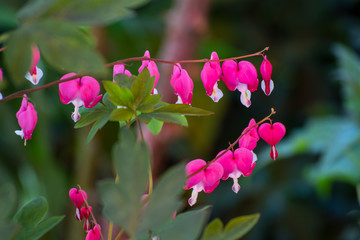 Close up of a beautiful flower in the garden at spring time
