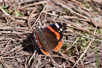 Admiral Sunflower (Vanessa atalanta) is a butterfly from the sunflower family.