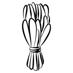 Sage smudge stick hand-drawn doodle isolated icon. Vector stock plant leaves image. White sage herb bundle