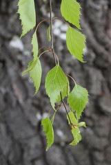 Young birch leaves on a branch.