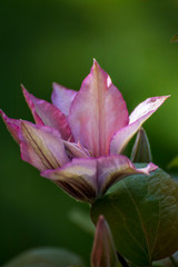 Close up of a beautiful flower in the garden at spring time