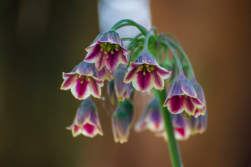 Close up of a beautiful flower in the garden at spring time © ThorstenGriebel