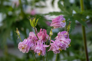 Close up of a beautiful flower in the garden at spring time