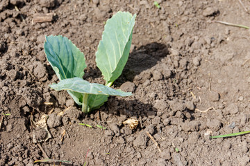 Cabbage seedling in a vegetable garden