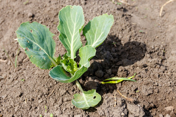 Cabbage seedling in a vegetable garden