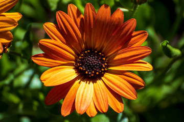 Close up of a beautiful flower in the garden at spring time