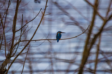 kingfisher