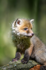 Red fox, vulpes vulpes, small young cub in forest on branch