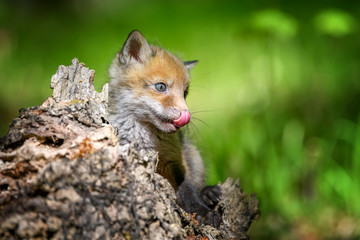 Red fox, vulpes vulpes, small young cub on stump