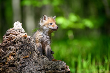 Red fox, vulpes vulpes, small young cub on stump
