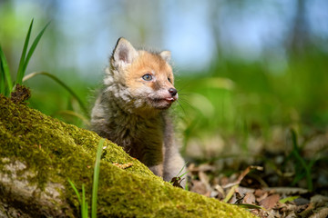 Naklejka na ściany i meble Red fox, vulpes vulpes, small young cub in forest