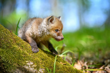 Red fox, vulpes vulpes, small young cub in forest