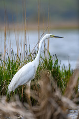 White heron, Great Egret, standing on the lake. Water bird in the nature habitat