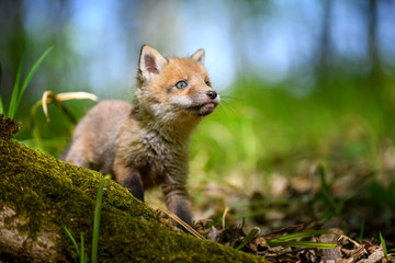 Red fox, vulpes vulpes, small young cub in forest