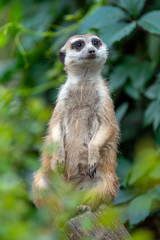 Meerkat standing looking for something.  Suricata suricatta wild predators in natural environment