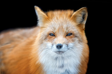 Fototapeta premium Portrait Red Fox, Vulpes vulpes, beautiful animal on black background