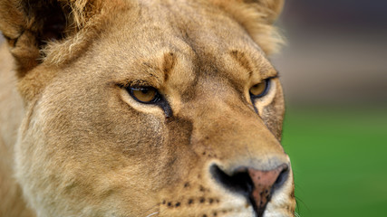 Close up lion portrait. Animal wild predators in natural environment